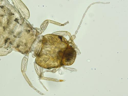 Liposcelis sp.